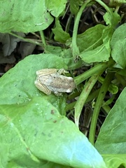 Litoria
