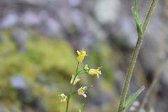 Draba helleriana