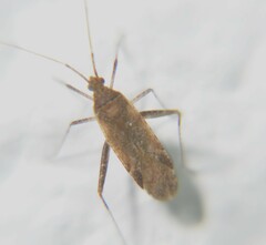 Phytocoris