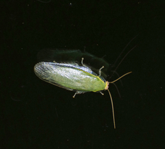Panchlora