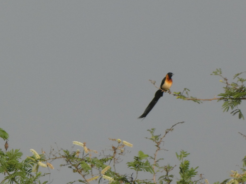 Sahel Paradise Whydah (Vidua orientalis)