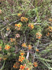 Pultenaea