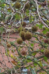 Platanus