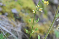 Draba helleriana