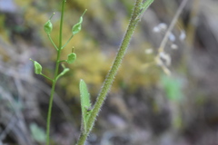 Draba helleriana