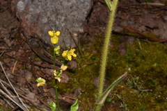 Draba helleriana