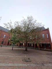 Platanus