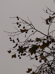 Platanus
