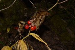Maianthemum mexicanum
