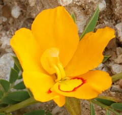 Petalostylis labicheoides