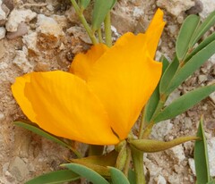 Petalostylis labicheoides