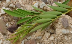 Petalostylis labicheoides