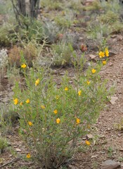 Petalostylis labicheoides