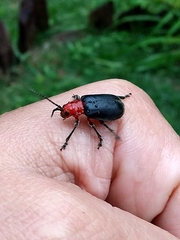 Cacoscelis marginata