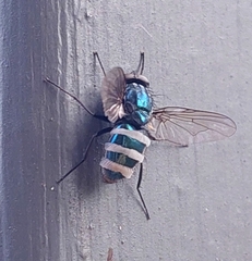 Entomophthora