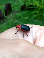 Cacoscelis marginata