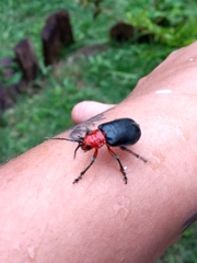 Cacoscelis marginata