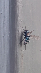 Entomophthora