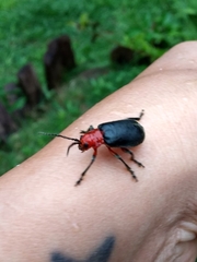 Cacoscelis marginata