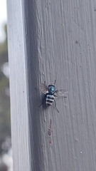 Entomophthora