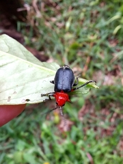 Cacoscelis marginata