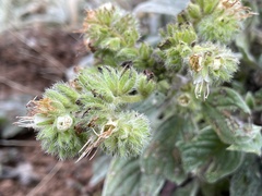 Phacelia heterophylla