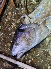 Sciaenops ocellatus