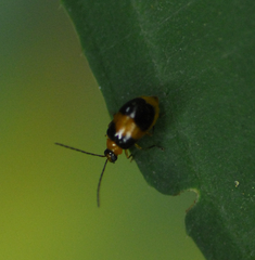 Galerucinae