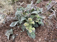 Phacelia heterophylla