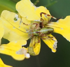 Caedicia