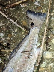 Sciaenops ocellatus