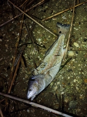 Sciaenops ocellatus