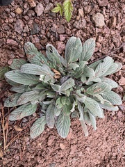Phacelia heterophylla