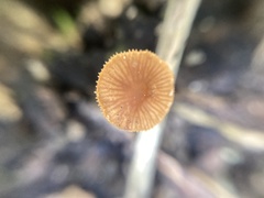 Rhizomarasmius