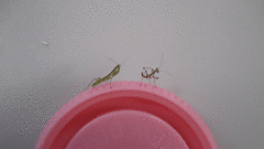 Miomantis caffra