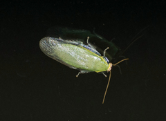 Panchlora