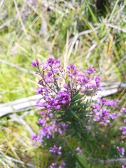 Comesperma