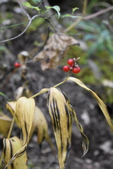 Maianthemum mexicanum