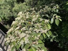 Commersonia bartramia