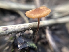Rhizomarasmius