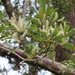 Quintinia serrata - Photo (c) Ian Simpson, algunos derechos reservados (CC BY-NC), subido por Ian Simpson