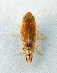 Scaphytopius