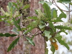 Quintinia serrata
