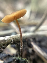 Rhizomarasmius