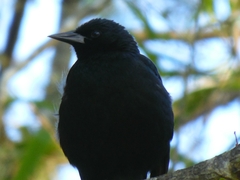 Curaeus curaeus curaeus