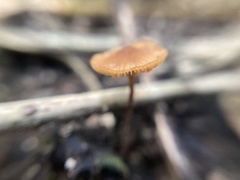 Rhizomarasmius