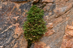 Selaginella weatherbiana