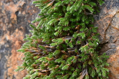 Selaginella weatherbiana