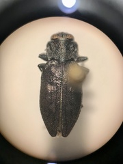 Chrysobothris pusilla