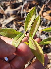 Asclepias tomentosa
